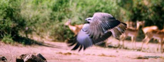 "We saw this gorgeous Martial Eagle fly by."