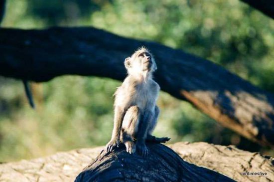 “So, since pictures do really tell more than words, let me introduce some of the many friends we met on our safari to Zimbabwe and Botswana…”