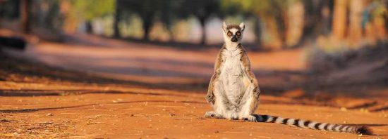 Lemur Sunbathing