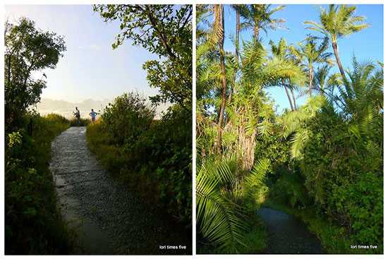 "Once inside the park you'll find a network of tracks, meant to preserve the fragile rainforest ecosystem, and to take you to a series of viewpoints. There are flowering plants, ilala palms, ebony trees and ferns, birds and monkeys. We stepped carefully on the wet stone foot path all covered in moss, sometimes ducking under branch's, that dripped raindrops on our heads and backs."