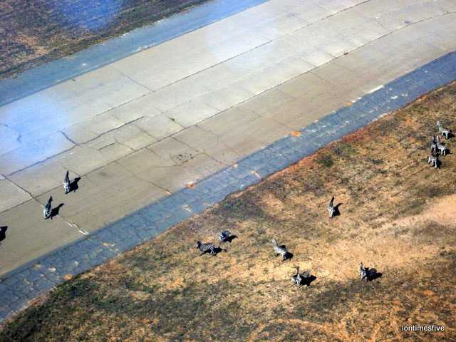 "Fabulous Zebras came to meet us on a runway."