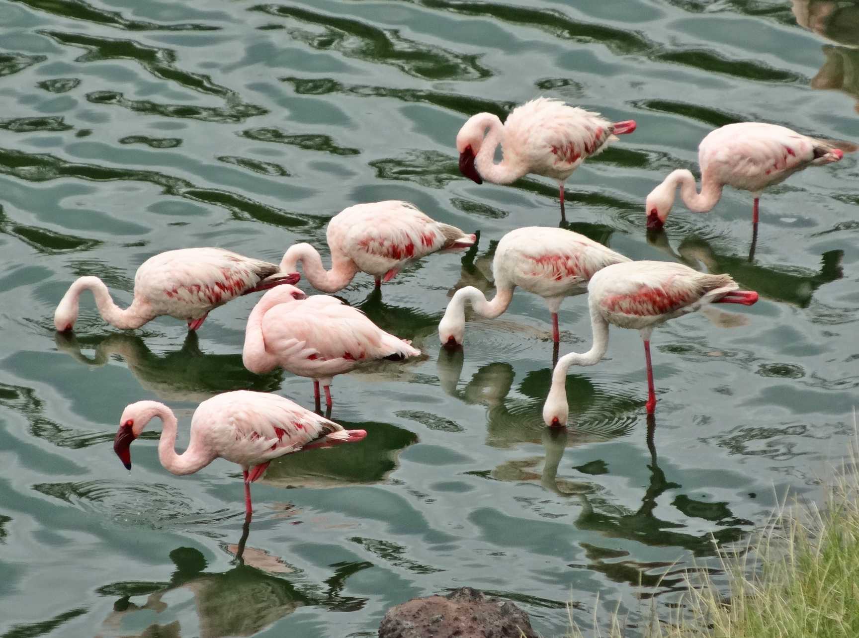 Flamingos