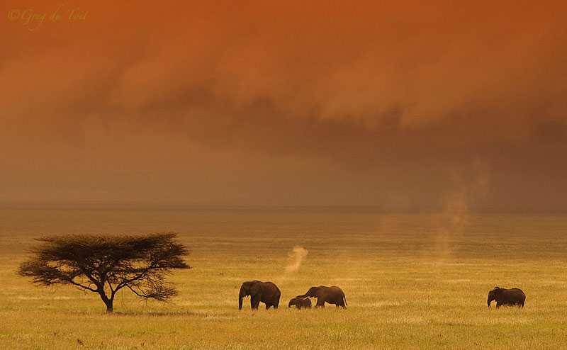 As magníficas planícies do Serengeti