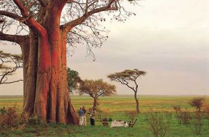 The mighty baobabs in Tarangire National Park