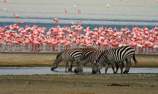 Zebras und Flamingos am Lake Manyara