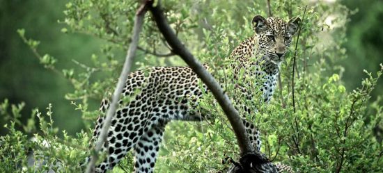 Singita Kruger National Park