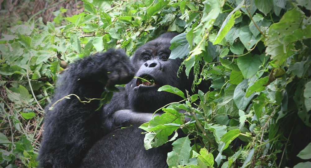 Gorillas in the Mist