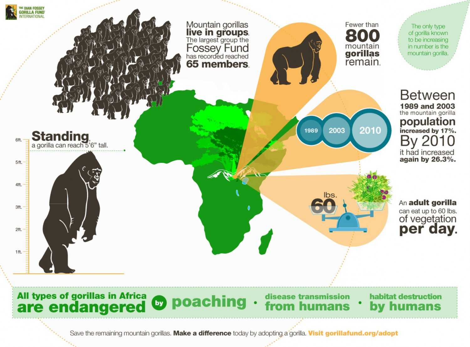 all-types-of-gorillas-in-africa-are-endangered