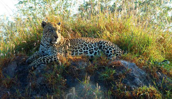 On safari at Savanna Private Game Reserve