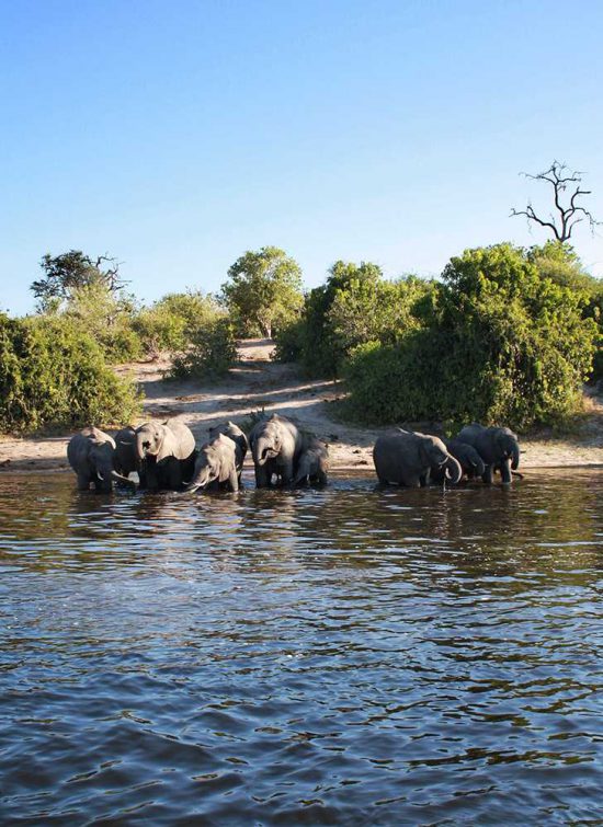 Chobe Game Lodge