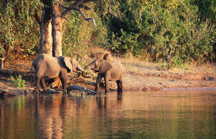 Chobe Chilwero Sanctuary