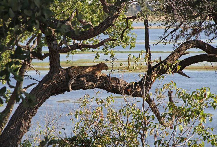 Leoparden im Chobe Chilwero Refugium