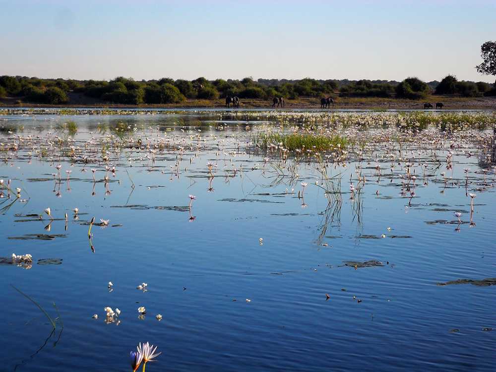 The Chobe River