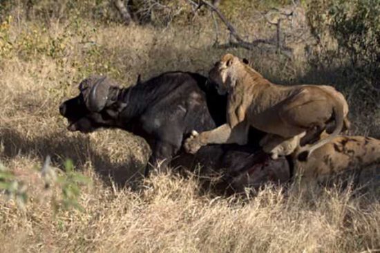 Buffalo Vs Lion at Londolozi