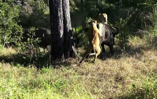 Buffalo Vs Lion at Londolozi