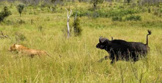 Lioness Sent Spinning During Buffalo Attack