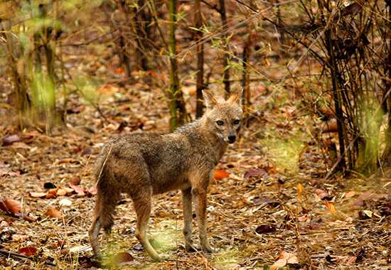 Indian Jackal | India