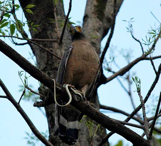 Eagle | India