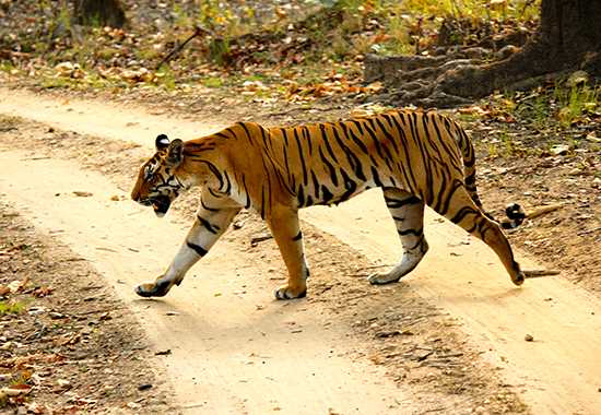 Tiger | India