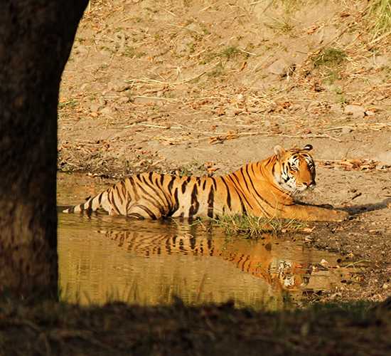 Tiger | India