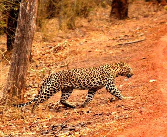 Leopard | India