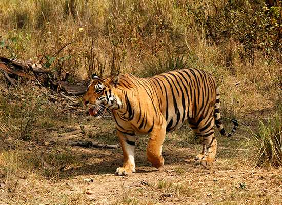 Tiger | India