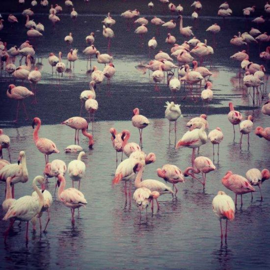 Flamingoes in Namibia