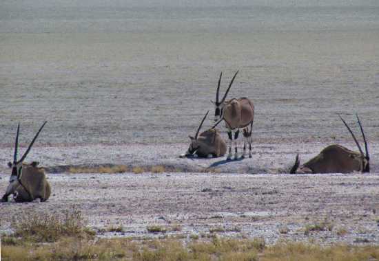 “From the arid landscape we moved to Etosha and the Andersson gate and Ongari Bush Camp. We would definitely recommend it - with its waterhole to watch the daily traffic. Being a fully inclusive accommodation, game drives are included. We saw rhinos, lions, zebras, giraffes, warthogs and antelope of all sorts. When you go into Etosha you will see plenty elephants.”