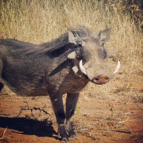 warthog