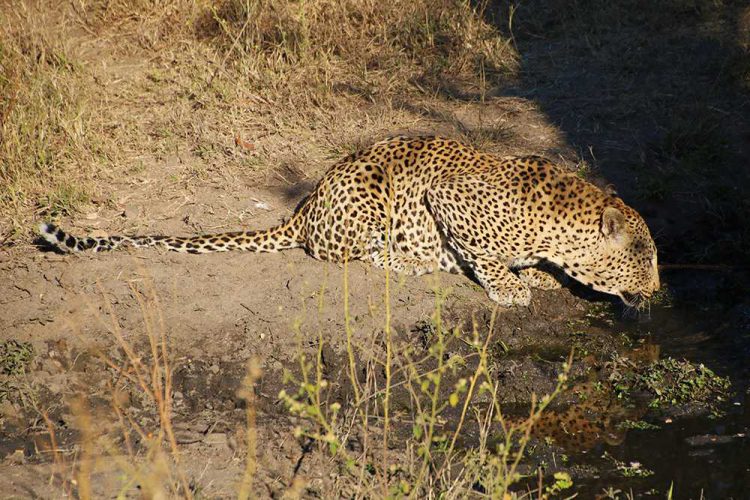 Leopard auf Safari in Londolozi