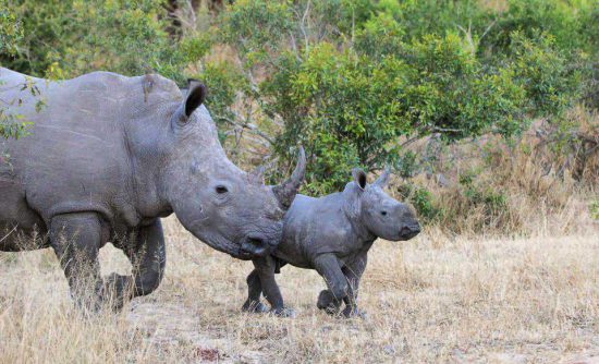 "Baby Rhino and his mom"