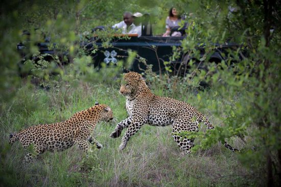 Londolozi by David Dampier