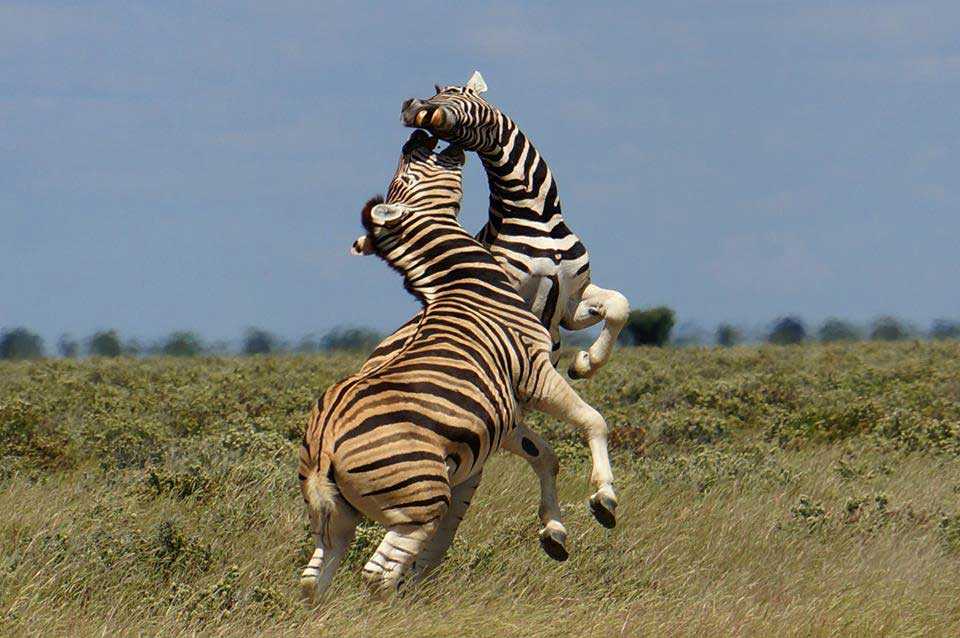 Lyons | Etosha Pan