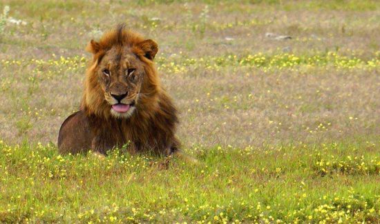 Lyons | Etosha Pan