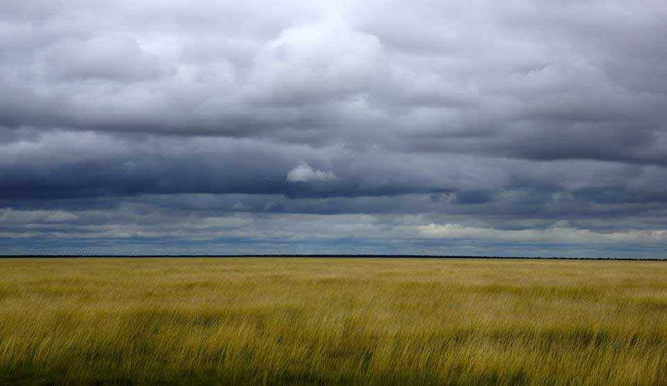 Lyons | Etosha Pan