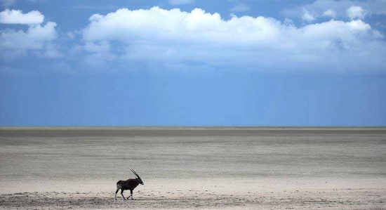 Etosha Pan with a lone Gemsbok