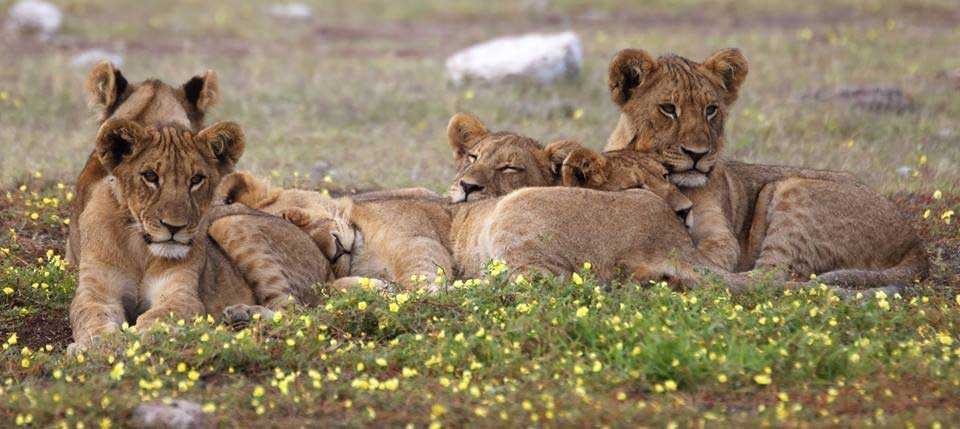 Lyons | Etosha Pan