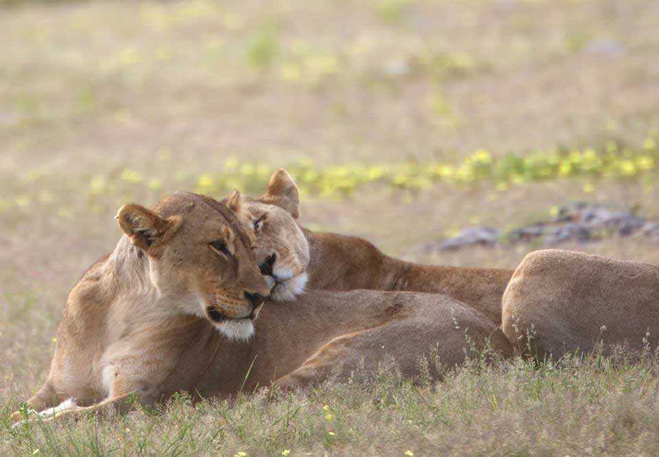 Lyons | Etosha Pan