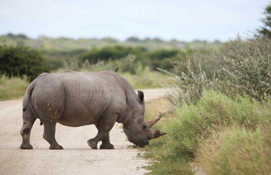 Lyons | Etosha Pan