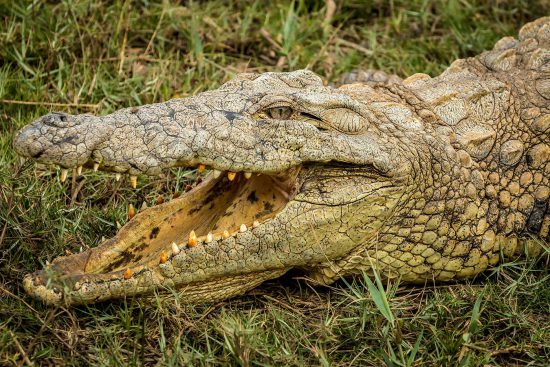 A crocodile in the grass