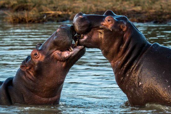 Two hippos