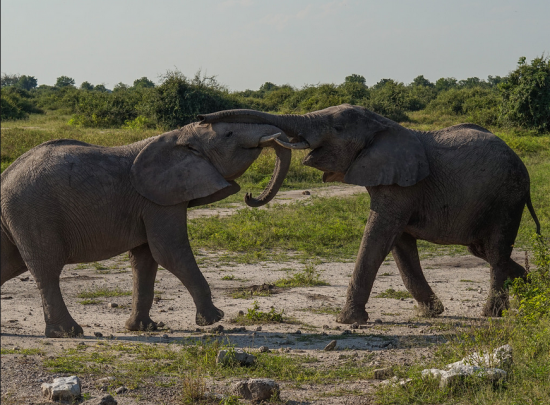 Two elephants playfully jostle each other