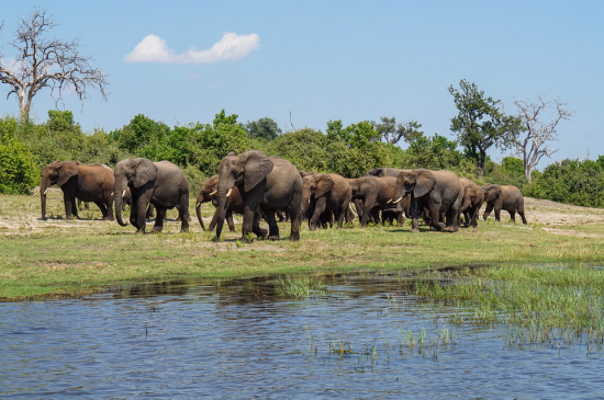 Herd of elephants near water