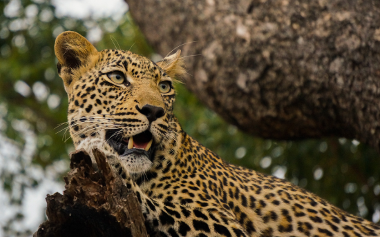 Leopard resting in a tree