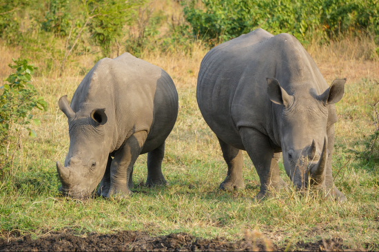 Two rhino