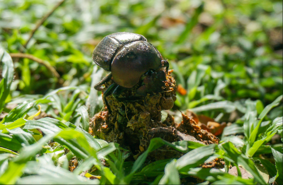 A dung beetle 