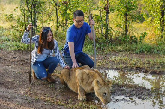 Encountering a lion