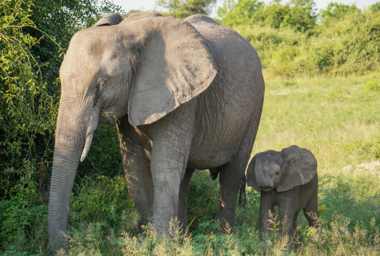 Elephant and her calf