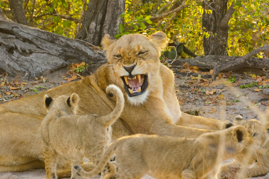 A lioness and her cubs