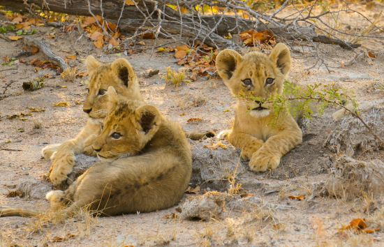 Cubs relaxing together